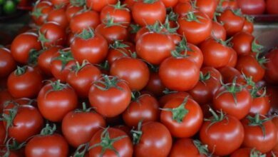 Зараженные помидоры попали и на Николаевщину. Из Турции в Украину завезли томаты с вредителем | Корабелов.ИНФО