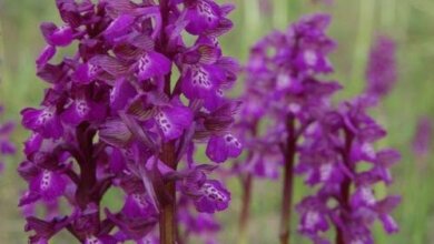 В мае на Николаевщине зацвело самое большое в Европе поле орхидей | Корабелов.ИНФО