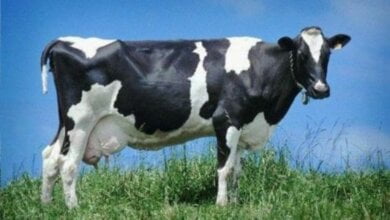 Молния убила двух коров в Корабельном районе | Корабелов.ИНФО