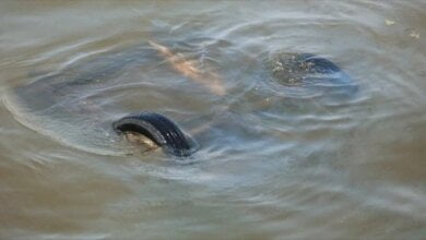 «ВАЗ» с погибшим мужчиной достали водолазы из реки в Николаевской области | Корабелов.ИНФО