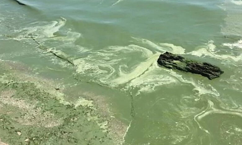 Зеленая жижа на пляжах Николаевщины и Одессы: экологи не советуют купаться в море (видео) | Корабелов.ИНФО