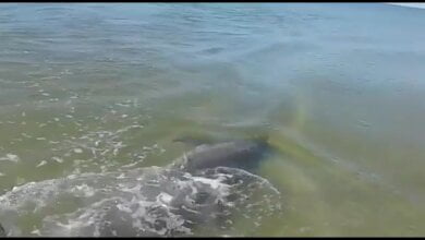 Шедевры природы: туристы засняли дельфина на Кинбурне в нескольких метрах от пляжа | Корабелов.ИНФО