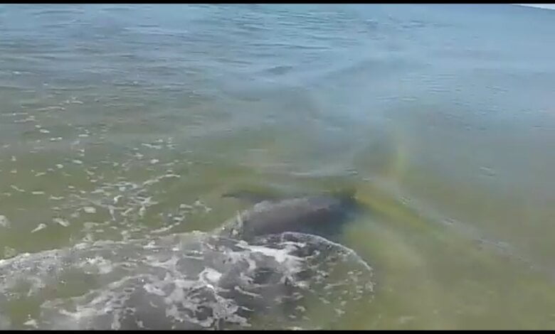 Шедевры природы: туристы засняли дельфина на Кинбурне в нескольких метрах от пляжа | Корабелов.ИНФО