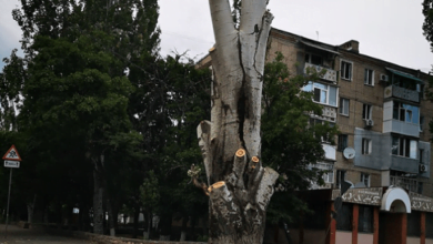 «Що за нафіг?», - мешканець Корабельного району обурений "варварською" обрізкою дерев | Корабелов.ИНФО image 4