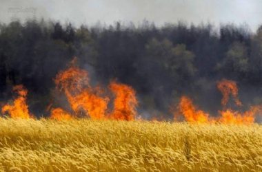 Майже 5 га полум'я: на території Галицинівської ОТГ горіла пшениця | Корабелов.ИНФО