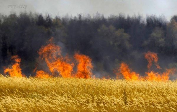 Майже 5 га полум'я: на території Галицинівської ОТГ горіла пшениця | Корабелов.ИНФО