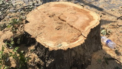 Здоровые деревья помешали новой тротуарной плитке: такое вот "благоустройство" Корабельного района | Корабелов.ИНФО image 1