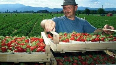 Почти каждый пятый украинец трудоспособного возраста работает за границей – Минфин | Корабелов.ИНФО