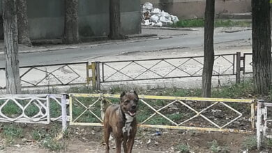 "Зачем заводить животное, если не можешь о нём позаботиться?!", - люди в Корабельном районе возмущены жестоким обращением с собакой | Корабелов.ИНФО image 1