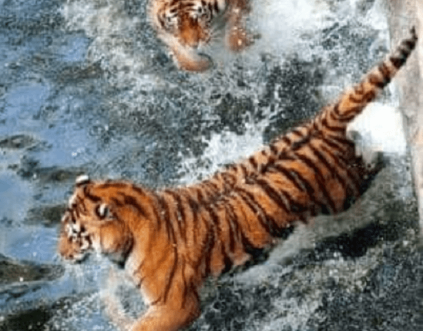 «Его можно будет увидеть, когда подрастет»: в Николаевском зоопарке у пары амурских тигров родился детеныш | Корабелов.ИНФО