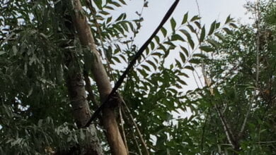 На элетропроводах в Корабельном районе висит большая ветка, но "Николаевоблэнерго" который день "морозится" | Корабелов.ИНФО image 2