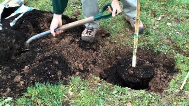 В Николаеве может появиться новая традиция: выпускникам школ предлагают высаживать деревья при завершении учебы | Корабелов.ИНФО