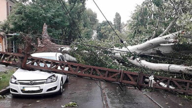 Сєнкевич енд Ко чекають чиєїсь смерті? «Деревопад» має конкретних винуватців, саботажників | Корабелов.ИНФО image 1