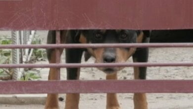 Хозяину ротвейлера, загрызшего насмерть девушку, дали два года условно | Корабелов.ИНФО