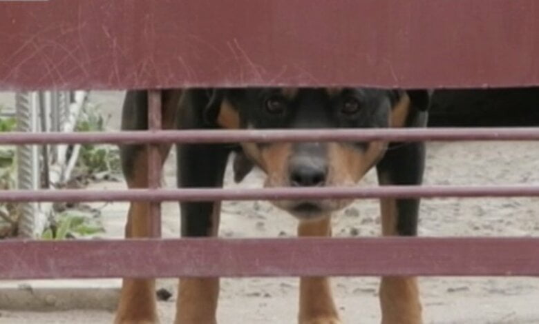 Хозяину ротвейлера, загрызшего насмерть девушку, дали два года условно | Корабелов.ИНФО