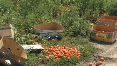 Убийство в Витовском районе из-за помидор: подробности (видео) | Корабелов.ИНФО