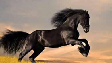 Появились подробности гибели под Харьковом девочки, привязанной веревкой к лошади | Корабелов.ИНФО