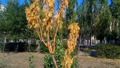 В николаевском парке засохли деревья, пафосно высаженные мэром Сенкевичем и депутатами | Корабелов.ИНФО