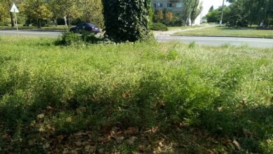 Жители Корабельного района жалуются на заросли амброзии вдоль проспекта Богоявленского - администрация "умывает руки" | Корабелов.ИНФО