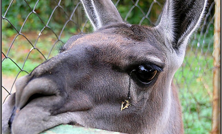 Парень избил ламу в контактном зоопарке в ТРЦ "Фабрика" (видео) | Корабелов.ИНФО