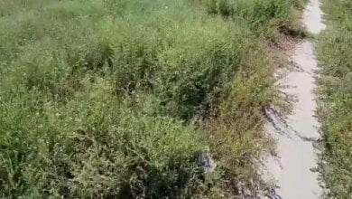 "Амброзия как символ города", - николаевец о зарослях сорняка в Корабельном районе (видео) | Корабелов.ИНФО image 2