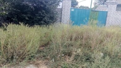 Амброзія, складування будматеріалів, спалювання опалого листя... В Корабельному районі провели "санітарний" рейд | Корабелов.ИНФО image 3