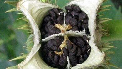 В Николаеве дети наелись дурмана в парке — одна девочка госпитализирована | Корабелов.ИНФО