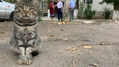 Дворовой кот из Корабельного района попал на фото с мэром Николаева и стал знаменит | Корабелов.ИНФО
