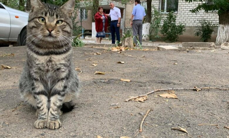 Дворовой кот из Корабельного района попал на фото с мэром Николаева и стал знаменит | Корабелов.ИНФО