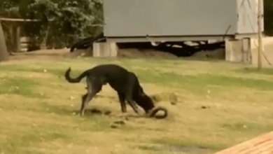 В Николаеве бездомная собака сорвала часть нового газона на Соборной площади | Корабелов.ИНФО