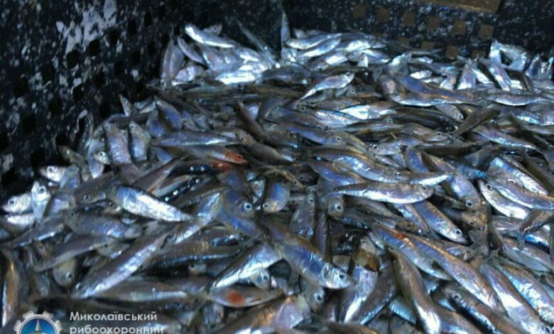 "Хуже фашистов!"...Во время рейда в Корабельном районе торговцы рыбой разбросали ее по земле и начали топтать (ВИДЕО) | Корабелов.ИНФО