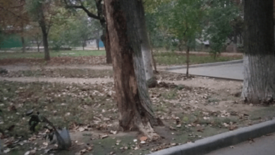 «Можливе падіння на людей і автомобілі», - мешканці Корабельного району просять знести мертві тополі | Корабелов.ИНФО image 3