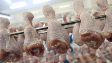 На комбинате питания в Николаевской области обнаружили курятину с сальмонеллой | Корабелов.ИНФО