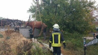 При помощи подъемного крана в Корабельном районе из ямы доставали корову | Корабелов.ИНФО image 1