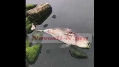 В Николаеве погиб дельфин, заплывший в Южный Буг (видео) | Корабелов.ИНФО
