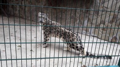 «Тикси уже на экспозиции», - в Николаевский зоопарк приехал снежный барс из Франции | Корабелов.ИНФО image 1