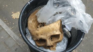 «По предварительным выводам, череп является древним», - полиция открыла дело по факту страшной находки в Николаеве | Корабелов.ИНФО