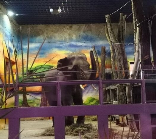 В Николаевский зоопарк привезли долгожданных азиатских слонов | Корабелов.ИНФО