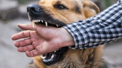 В Николаеве ежедневно минимум троих горожан кусают бездомные собаки | Корабелов.ИНФО