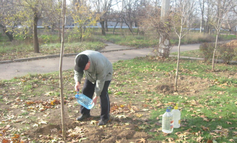2 года ждали: власть выделила жителям Корабельного района каштаны для самостоятельной посадки | Корабелов.ИНФО image 2