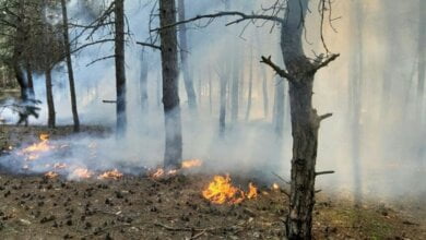 Подозревают поджог: спасатели снова тушили пожар в Балабановском лесу | Корабелов.ИНФО