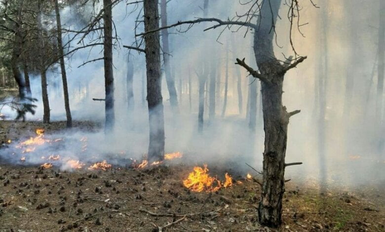 Подозревают поджог: спасатели снова тушили пожар в Балабановском лесу | Корабелов.ИНФО