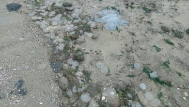 В селе Лиманы на берег вынесло тысячи медуз | Корабелов.ИНФО