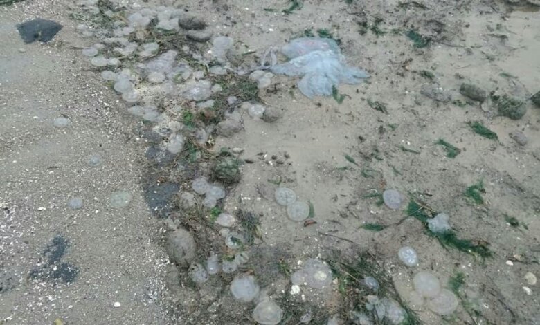 В селе Лиманы на берег вынесло тысячи медуз | Корабелов.ИНФО