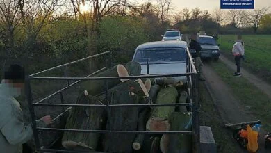 Браконьеров, рубивших Балабановский лес, задержали патрульные | Корабелов.ИНФО