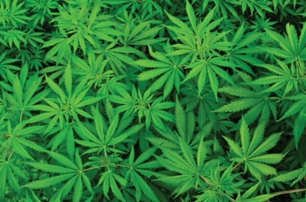 марихуаны суд что может назначить суд