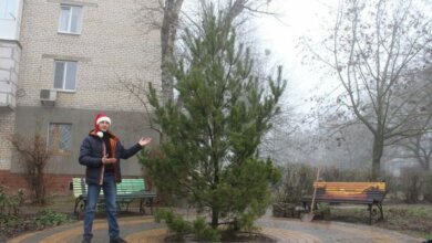 В Корабельном районе посадили большую сосну, готовясь к Новому году | Корабелов.ИНФО image 1