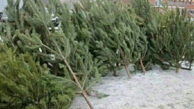 "Николаевцы останутся без ёлок"? В Корабельном районе наметили 31 место для их продажи, но исполком пока не согласовал это решение | Корабелов.ИНФО image 1