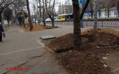 "Чтобы не украли": побеленные до верхушек сосны, прорыв канализации, траншеи вдоль улиц... Один день из жизни Корабельного района (Фото) | Корабелов.ИНФО image 17