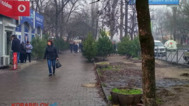 Без разрешения исполкома: в Николаеве уже начали торговать елками | Корабелов.ИНФО